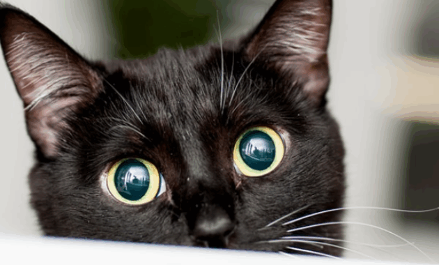 Nama Kucing Perempuan